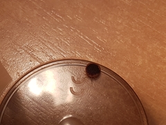 Argas vespertilionis