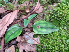 Tripterospermum taiwanense