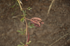 Desmanthus acuminatus