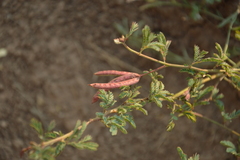 Desmanthus acuminatus