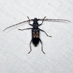 Phoracantha semipunctata