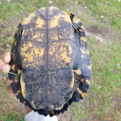 Deirochelyinae