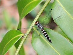 Brachydiplax duivenbodei