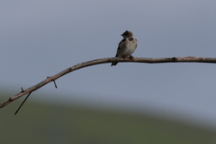Stelgidopteryx serripennis