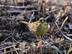 Emberiza personata