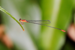 Teinobasis rufithorax