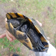 Deirochelyinae
