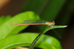 Ceriagrion aeruginosum