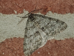 Phigalia strigataria