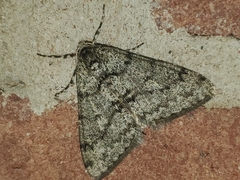 Phigalia strigataria