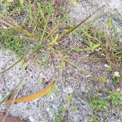 Eragrostis elliottii