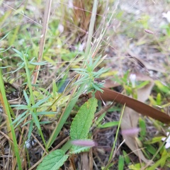 Eragrostis elliottii