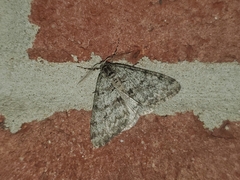 Phigalia strigataria