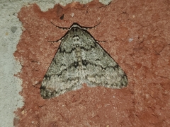 Phigalia strigataria