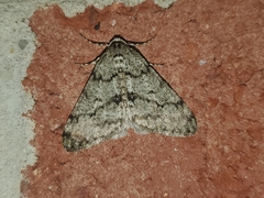 Phigalia strigataria