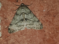 Phigalia strigataria