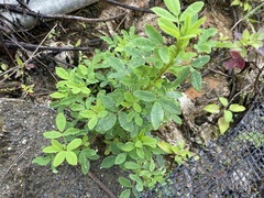 Melilotus suaveolens