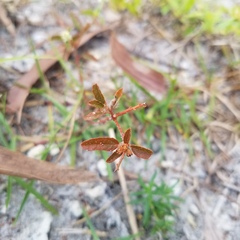 Croton glandulosus