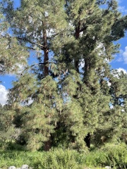 Pinus canariensis
