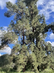 Pinus canariensis