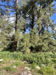 Pinus canariensis