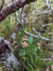 Calluna vulgaris