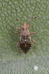 Rhopalus