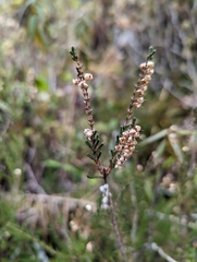 Calluna vulgaris