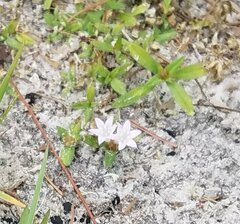Richardia grandiflora
