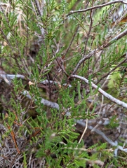 Calluna vulgaris