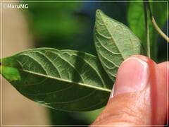 Centrosema macrocarpum