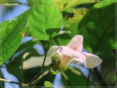 Centrosema macrocarpum