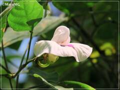 Centrosema macrocarpum