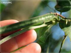 Centrosema macrocarpum