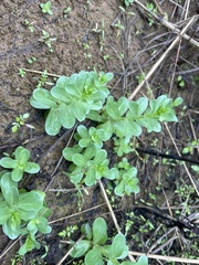 Rotala rotundifolia