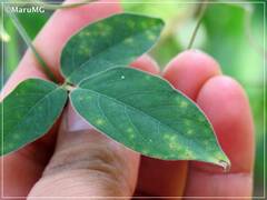 Centrosema macrocarpum