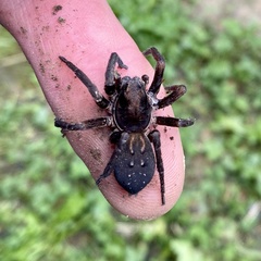 Uliodon albopunctatus