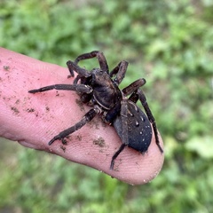 Uliodon albopunctatus