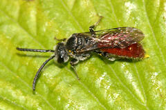 Sphecodes ranunculi