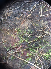 Lilaeopsis chinensis