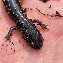 Plethodon grobmani