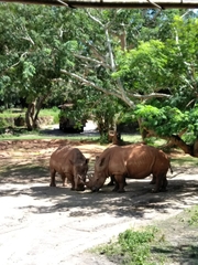 Ceratotherium simum