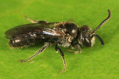 Sphecodes solonis