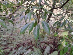 Meliosma squamulata