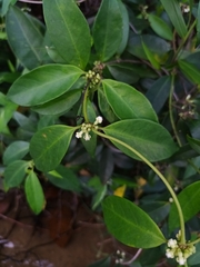 Gynochthodes coriacea