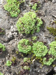 Sphaerocarpos texanus