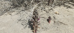 Aphyllon cooperi cooperi