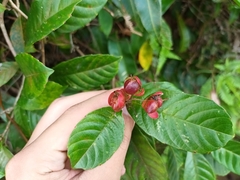 Tetracera indica