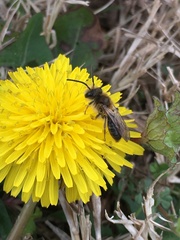 Melandrena