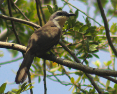 Coccyzus melacoryphus